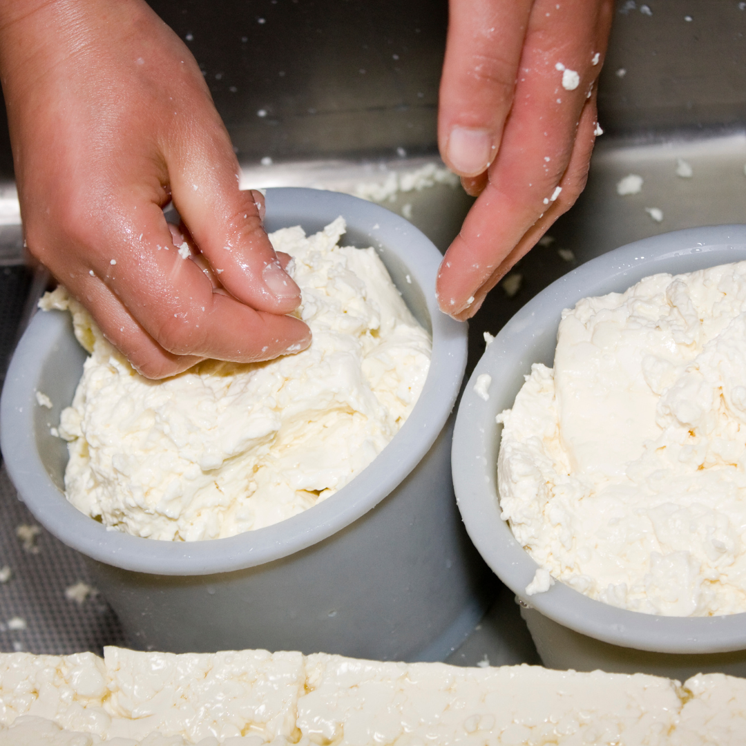 Making Heese Cheese Making & Tasting course with Käse at Vrindavan farms