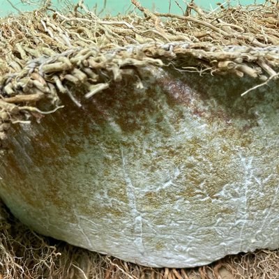 Käse Nilam is a Pasta Filata style aged cheese, wrapped in Vetiver roots and aged for 4-6 months.